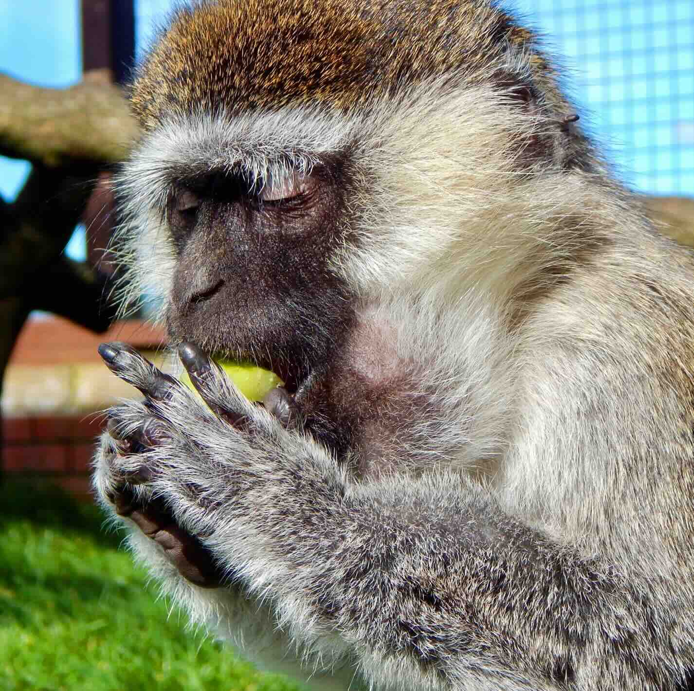 Centro di recupero animali AAP - Olanda