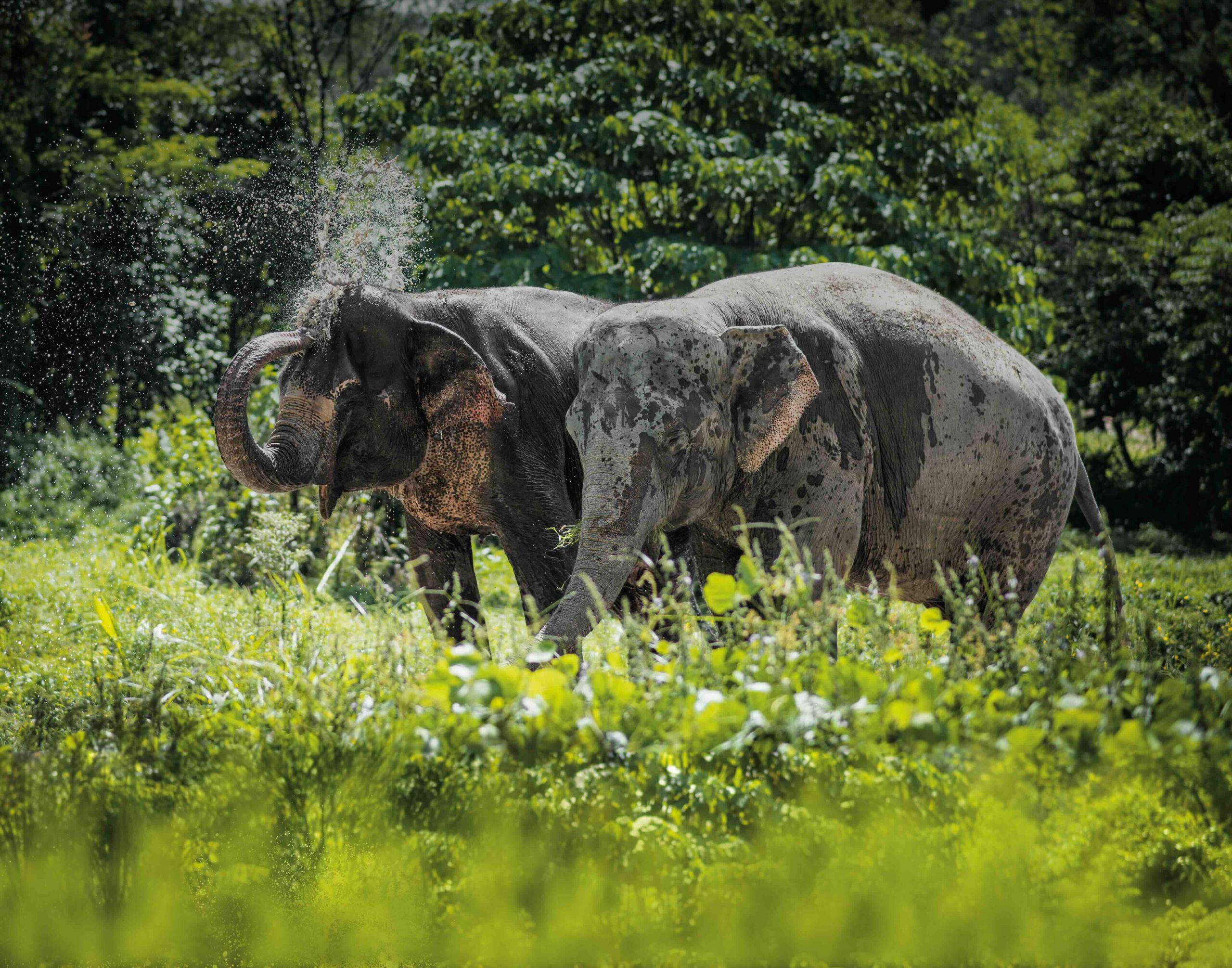 Phuket Elephant-Sanctuary Paklok thailand
