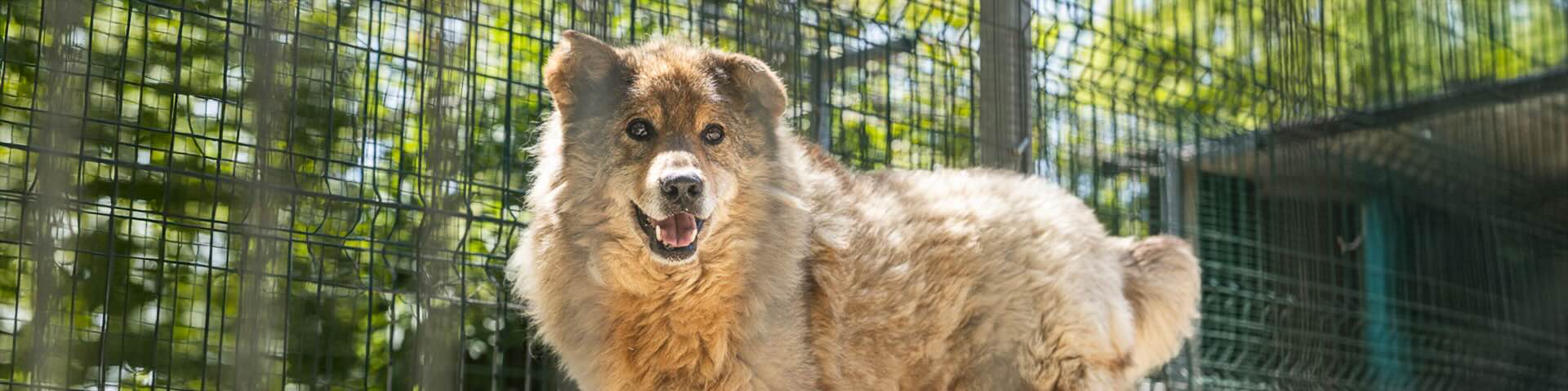 Save The Dogs Romania